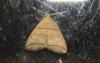 Herminia grisealis